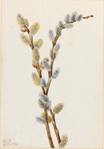 Salice gattino Salix discolor, 1920 da Mary Vaux Walcott