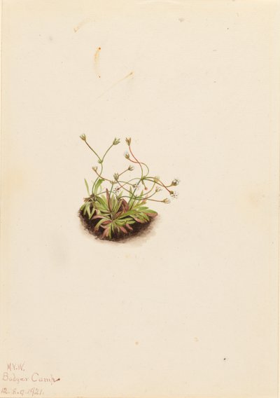 Androsace pigmeo (Androsace subumbellata) da Mary Vaux Walcott