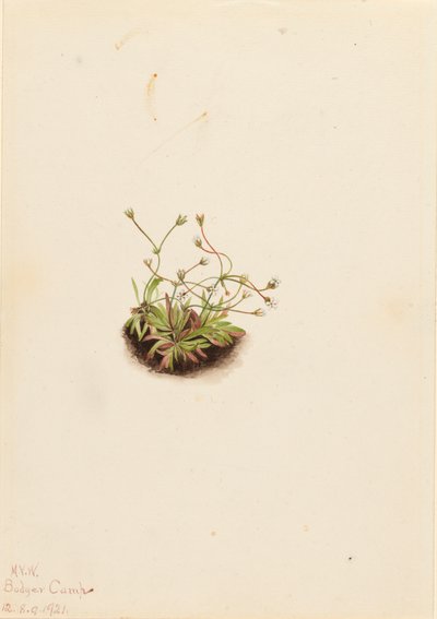 Androsace pigmeo Androsace subumbellata da Mary Vaux Walcott