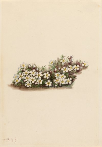 Pyxie (Pyxidanthera barbulata) da Mary Vaux Walcott