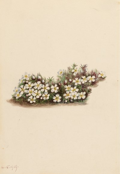 Pyxie Pyxidanthera barbulata, 1919 da Mary Vaux Walcott