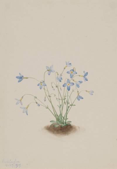 Quacchere (Houstonia caerulea) da Mary Vaux Walcott
