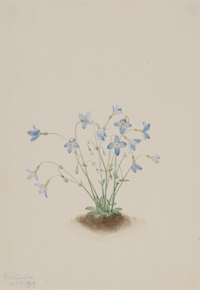 Quakerladies Houstonia caerulea, 1917 da Mary Vaux Walcott