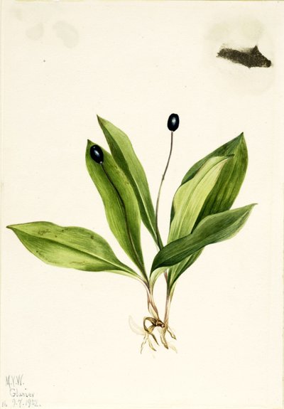 Queencup (Clintonia uniflora) da Mary Vaux Walcott