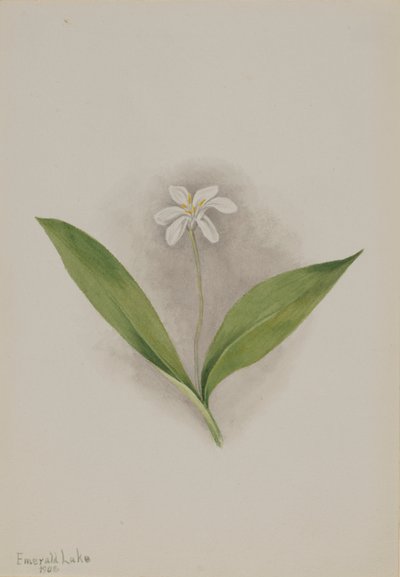 Queencup (Clintonia uniflora) da Mary Vaux Walcott