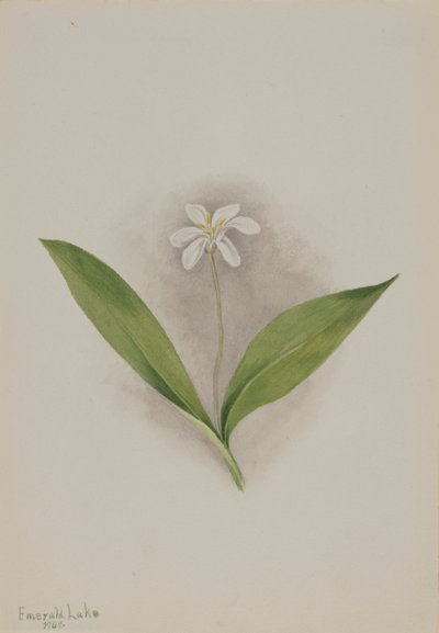 Queencup Clintonia uniflora, 1902 da Mary Vaux Walcott
