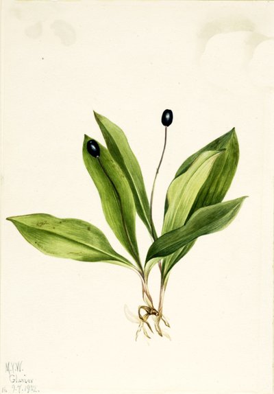 Queencup Clintonia uniflora, 1922 da Mary Vaux Walcott