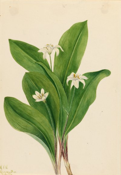 Queencup Clintonia uniflora, 1924 da Mary Vaux Walcott