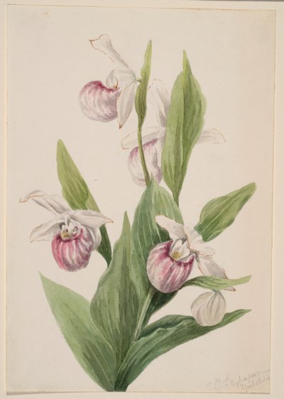 Pantofola della regina (Cypripedium reginae) da Mary Vaux Walcott