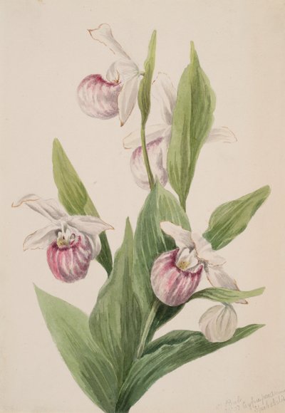 Scarpetta della regina Cypripedium reginae, 1897 da Mary Vaux Walcott