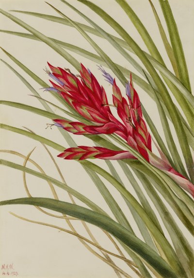 Tillandsia a foglia di quaglia (Tillandsia fasciculata) da Mary Vaux Walcott