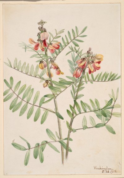 Rabbitbean (Cracca virginiana) da Mary Vaux Walcott