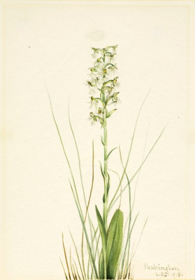 Orchidea a frange (Habenaria lacera) da Mary Vaux Walcott