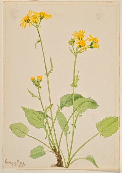 Senecio (Senecio burkei) da Mary Vaux Walcott