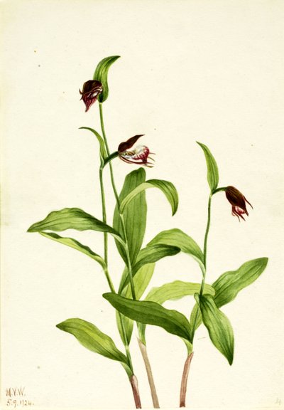 Scarpetta di Venere Cypripedium arietinum, 1924 da Mary Vaux Walcott