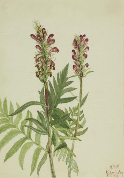 Pedicularis bracteosa dal casco rosso, 1924 da Mary Vaux Walcott