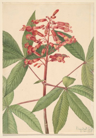 Buckeye rosso (Aesculus pavia) da Mary Vaux Walcott