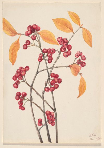 Aronia rossa (Aronia arbutifolia) da Mary Vaux Walcott