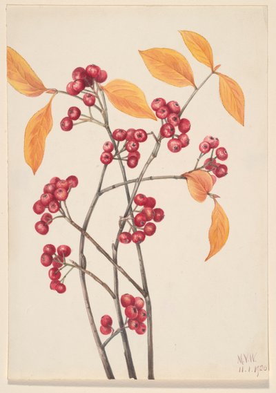 Aronia arbutifolia, 1920 da Mary Vaux Walcott