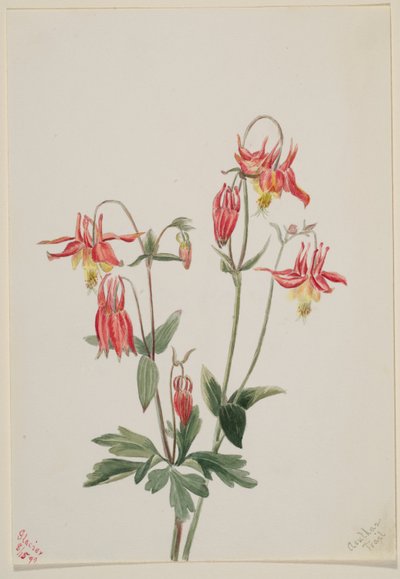 Aquilegia rossa (Aquilegia formosa) da Mary Vaux Walcott