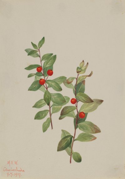 Comandra rossa Comandra livida da Mary Vaux Walcott