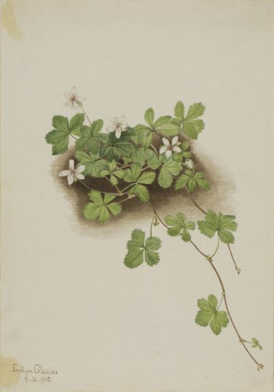 Rugiada rossa (Rubus pedatus) da Mary Vaux Walcott