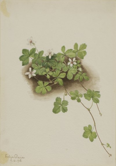 Rovo rosso Rubus pedatus da Mary Vaux Walcott
