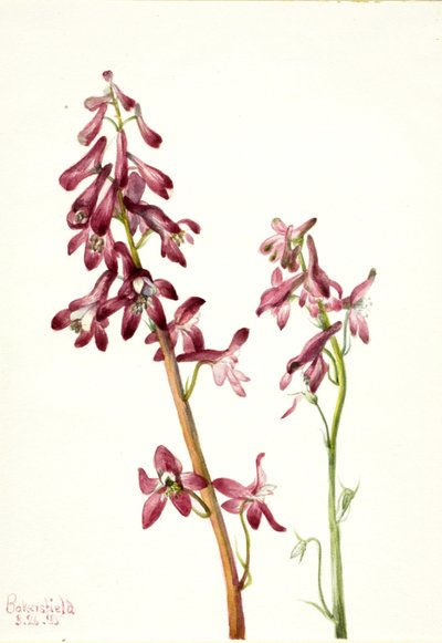 Speronella rossa Delphinium nudicale da Mary Vaux Walcott