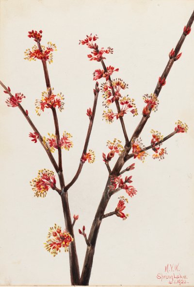 Acero rosso da Mary Vaux Walcott