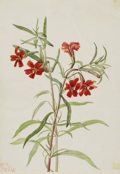 Scimmia rossa (Diplaucus puniceus) da Mary Vaux Walcott