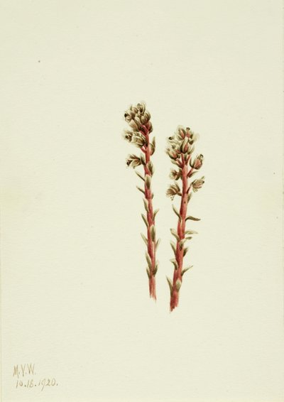 Hypopitys lanuginosa rossa da Mary Vaux Walcott