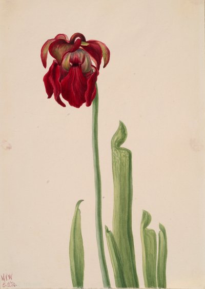 Pianta carnivora rossa Sarracenia jonesii, 1930 da Mary Vaux Walcott