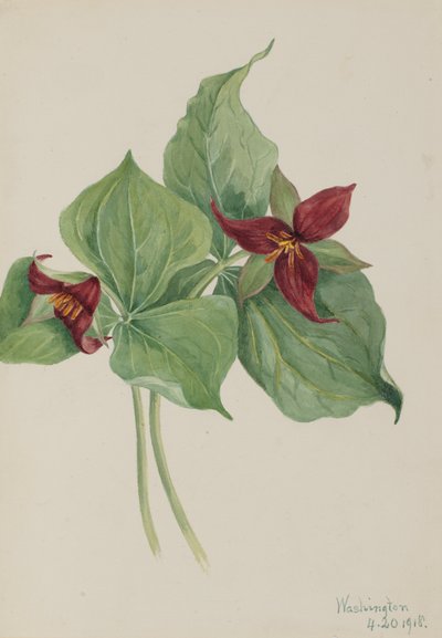 Trillium rosso Trillium erectum da Mary Vaux Walcott
