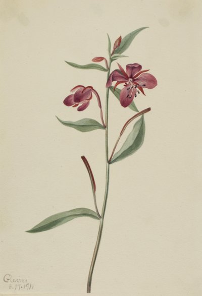 Salice rosso (Epilobium latifolium) da Mary Vaux Walcott