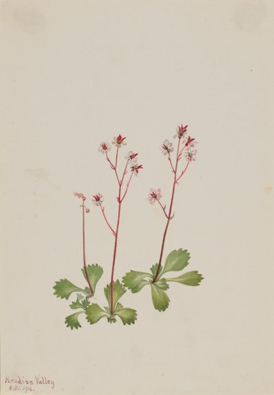 Sassifraga a stelo rosso Saxifraga lyallii da Mary Vaux Walcott