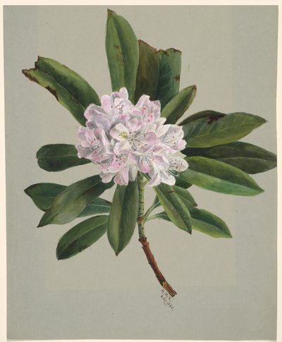 Rhododendron Rhododendron maximum, 1880 da Mary Vaux Walcott