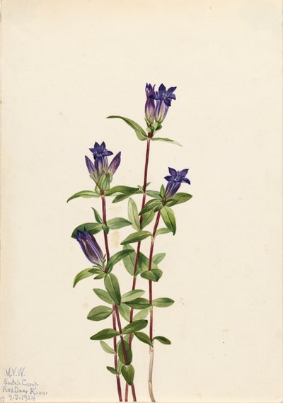 Genziana di fiume Gentiana affinis, 1924 da Mary Vaux Walcott