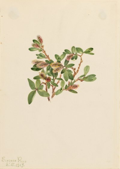Salice di roccia (Salix petrophila) da Mary Vaux Walcott