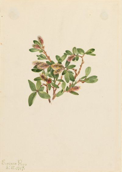 Salice roccioso Salix petrophila, 1917 da Mary Vaux Walcott
