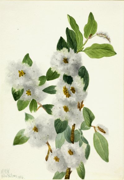 Salice roccioso Salix vestita (1934) da Mary Vaux Walcott