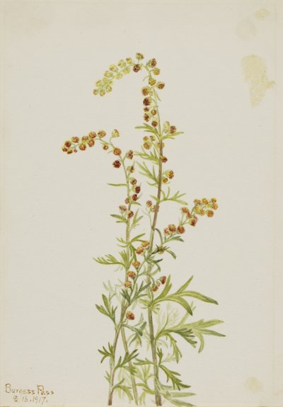 Rock Wormwood (Artemisia discolor) da Mary Vaux Walcott