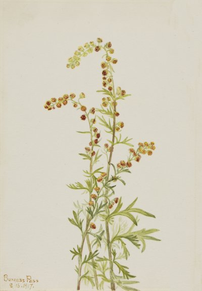 Assenzio delle Rocce Artemisia discolor da Mary Vaux Walcott