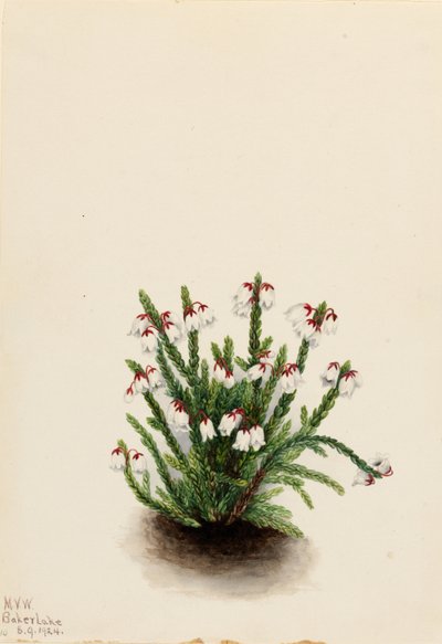 Cassiope delle Montagne Rocciose (Cassiope mertensiana) da Mary Vaux Walcott