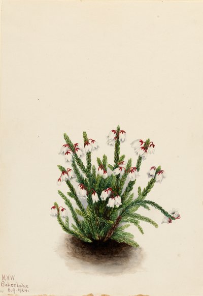 Cassiope delle Montagne Rocciose Cassiope mertensiana, 1924 da Mary Vaux Walcott