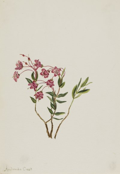 Kalmia delle Montagne Rocciose (Kalmia microphylla) da Mary Vaux Walcott