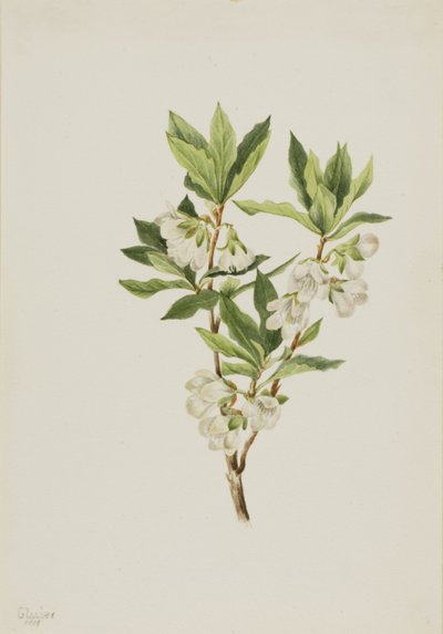 Rododendro delle Montagne Rocciose (Rhododendron albiflorum) da Mary Vaux Walcott
