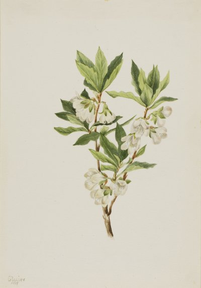Rododendro delle Montagne Rocciose Rhododendron albiflorum, 1901 da Mary Vaux Walcott
