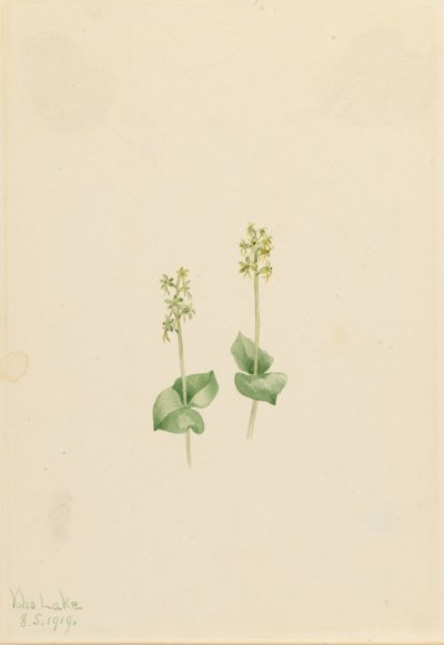 Ophrys necrophylla (Ophrys necrophylla) da Mary Vaux Walcott