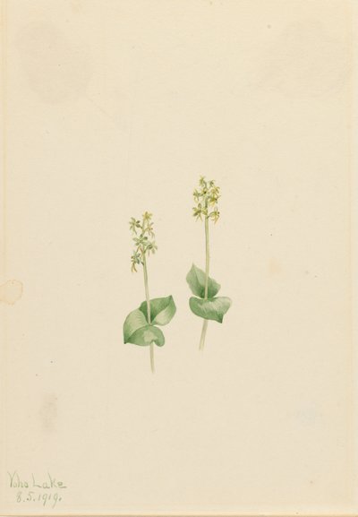 Twayblade delle Montagne Rocciose Ophrys necrophylla, 1919 da Mary Vaux Walcott