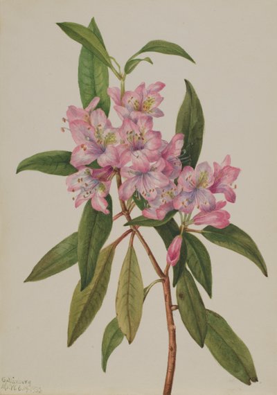 Rhododendron carolinianum, 1932 da Mary Vaux Walcott